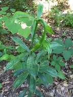 Lilium michauxii Poir. resmi