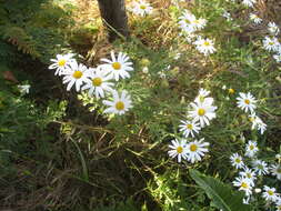 Argyranthemum adauctum (Link) C. J. Humphries的圖片