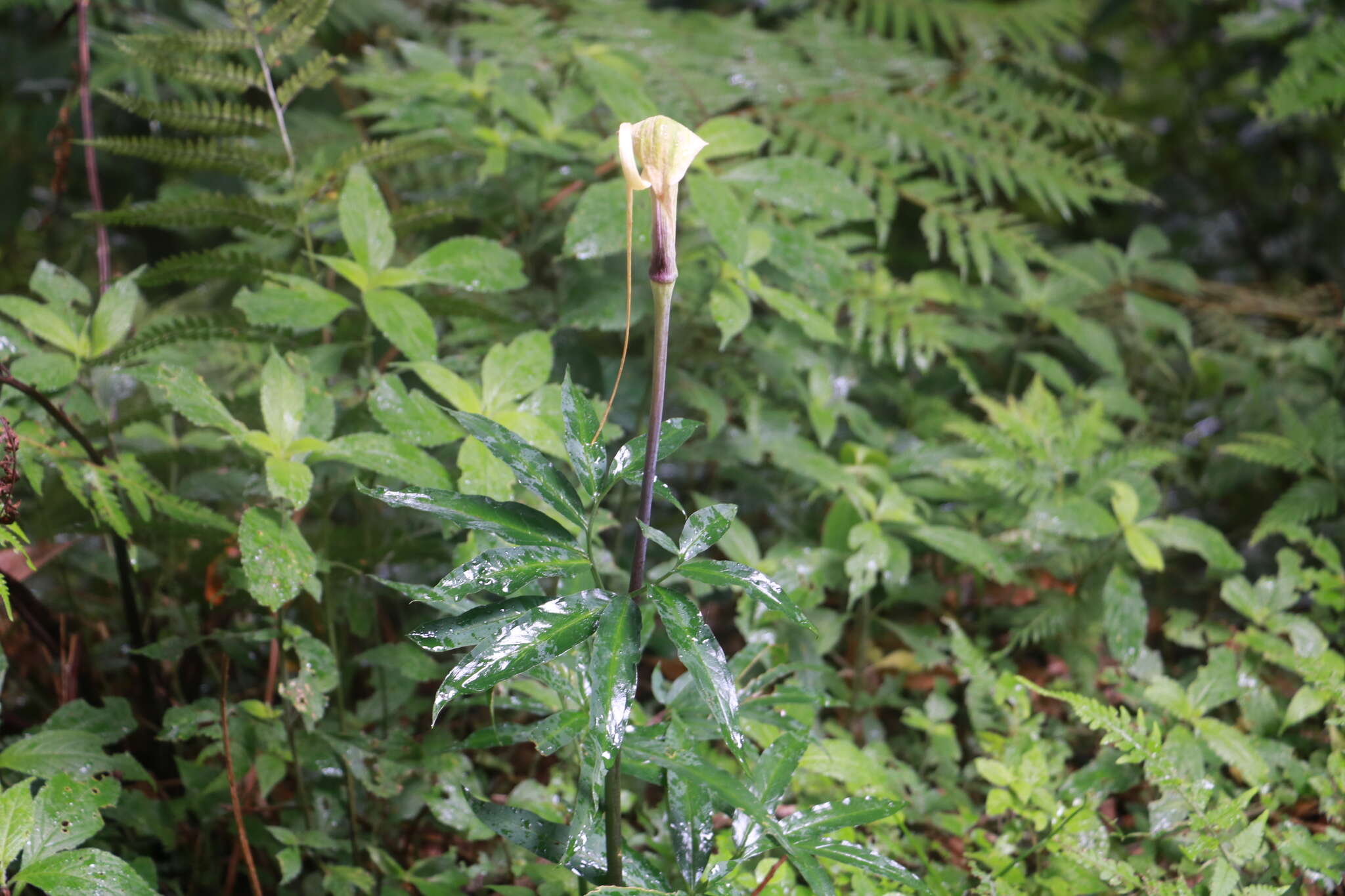 Sivun Arisaema heterophyllum Blume kuva