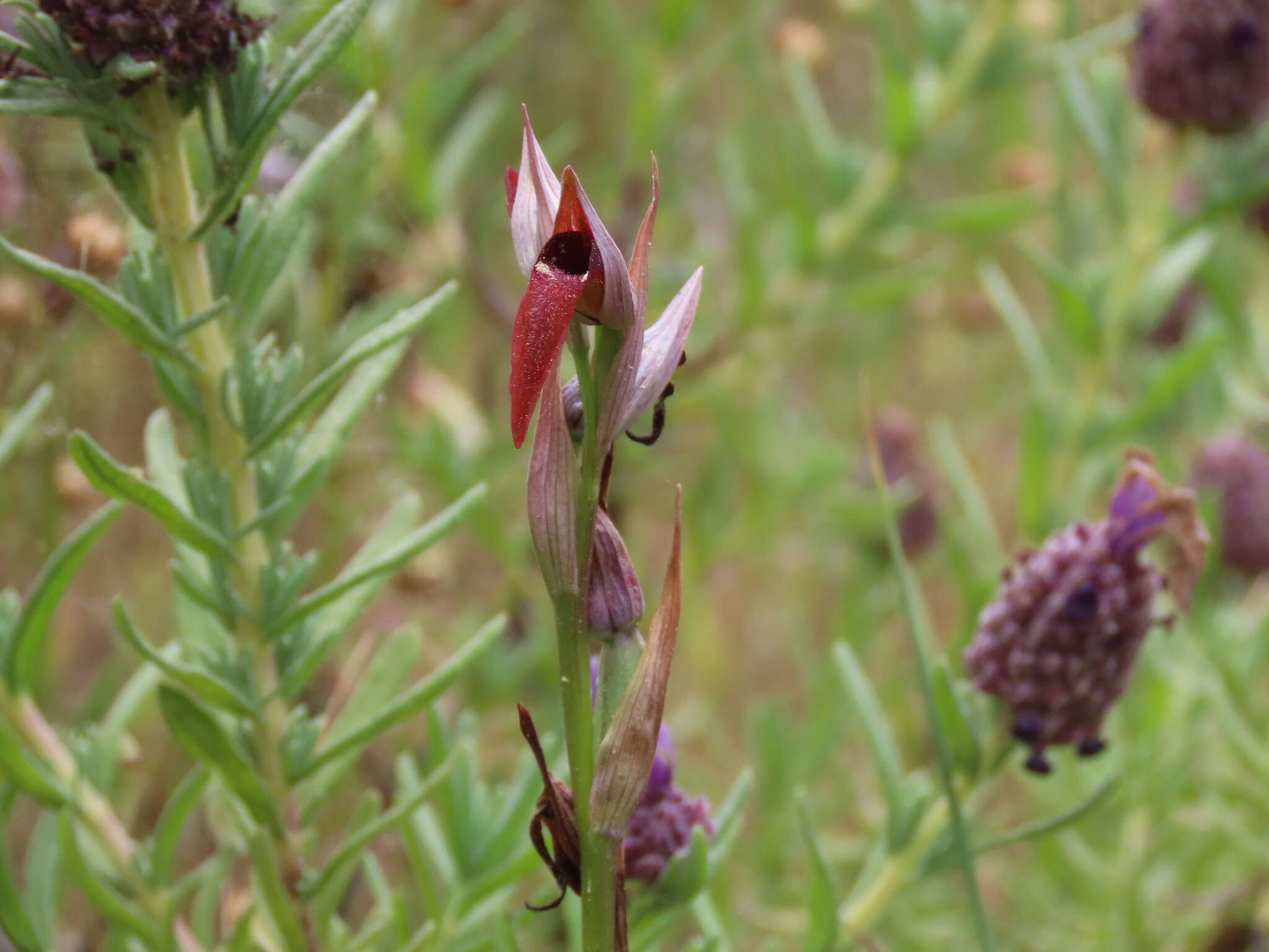 صورة Serapias strictiflora Welw. ex Veiga