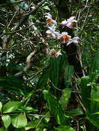 Image of Gastrorchis francoisii Schltr.