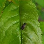 Plancia ëd Phyllobius (Nemoicus) oblongus (Linnaeus 1758)