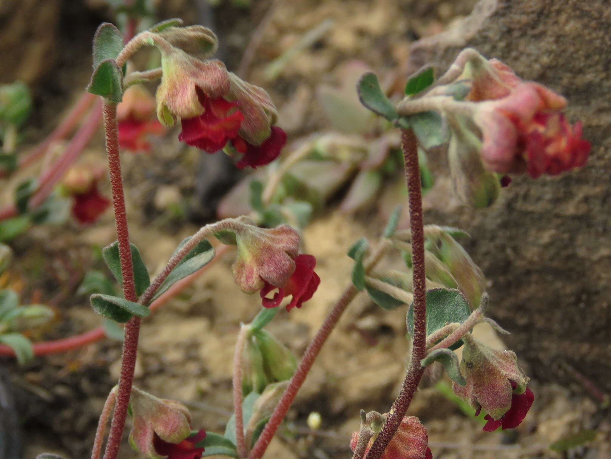 Hermannia ternifolia C. Presl的圖片