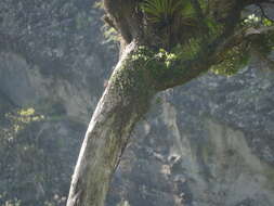 Image of northern rata