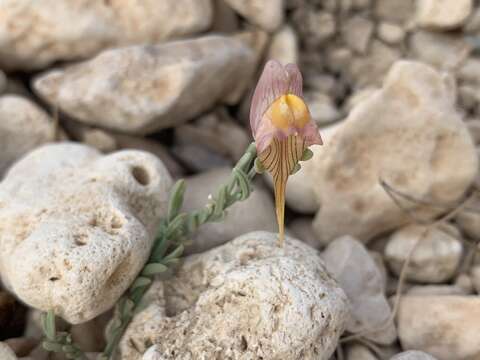 Imagem de Linaria depauperata subsp. hegelmaieri (Lange) A. De la Torre, F. Alcaraz & M. B. Crespo