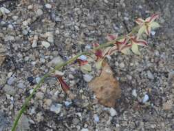 Image of Hesperantha radiata (Jacq.) Ker Gawl.