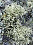 Image of Ramalina subfarinacea (Nyl. ex Cromb.) Nyl.