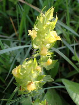 Image of Alectra sessiliflora var. sessiliflora