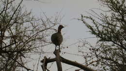 Pternistis leucoscepus (Gray & GR 1867) resmi