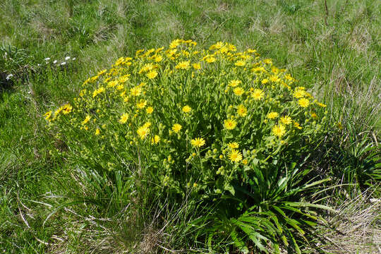 Image of Senecio selloi (Spreng.) DC.