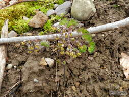 Image of early meadow-rue