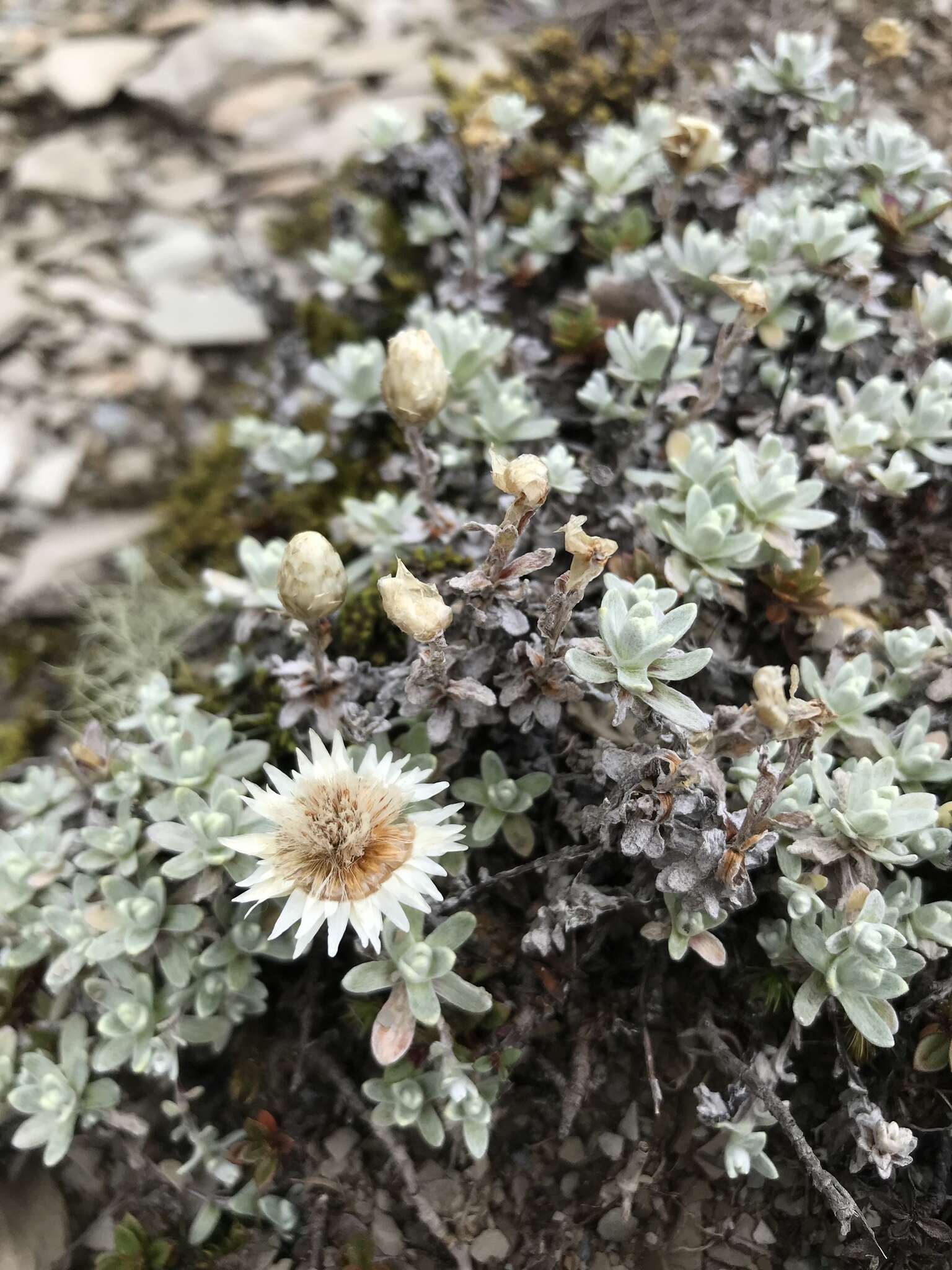 Plancia ëd Anaphalis nepalensis (Spreng.) Hand.-Mazz.