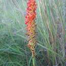 Image of Disa polygonoides Lindl.