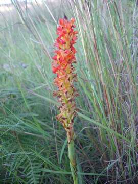 Image of Disa polygonoides Lindl.