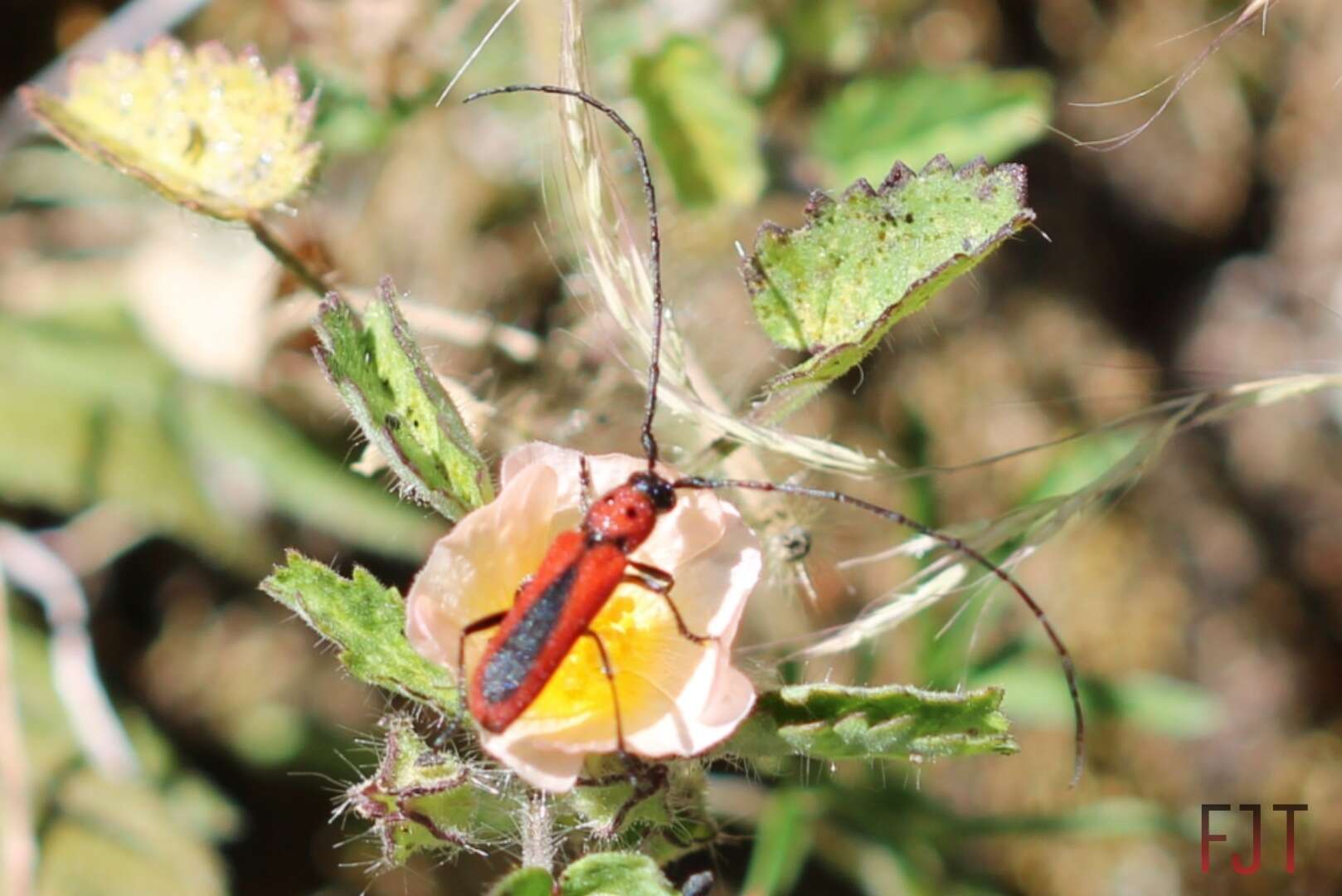 Image of Tylosis suturalis White 1853