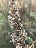 Image of Striped Garden Caterpillar