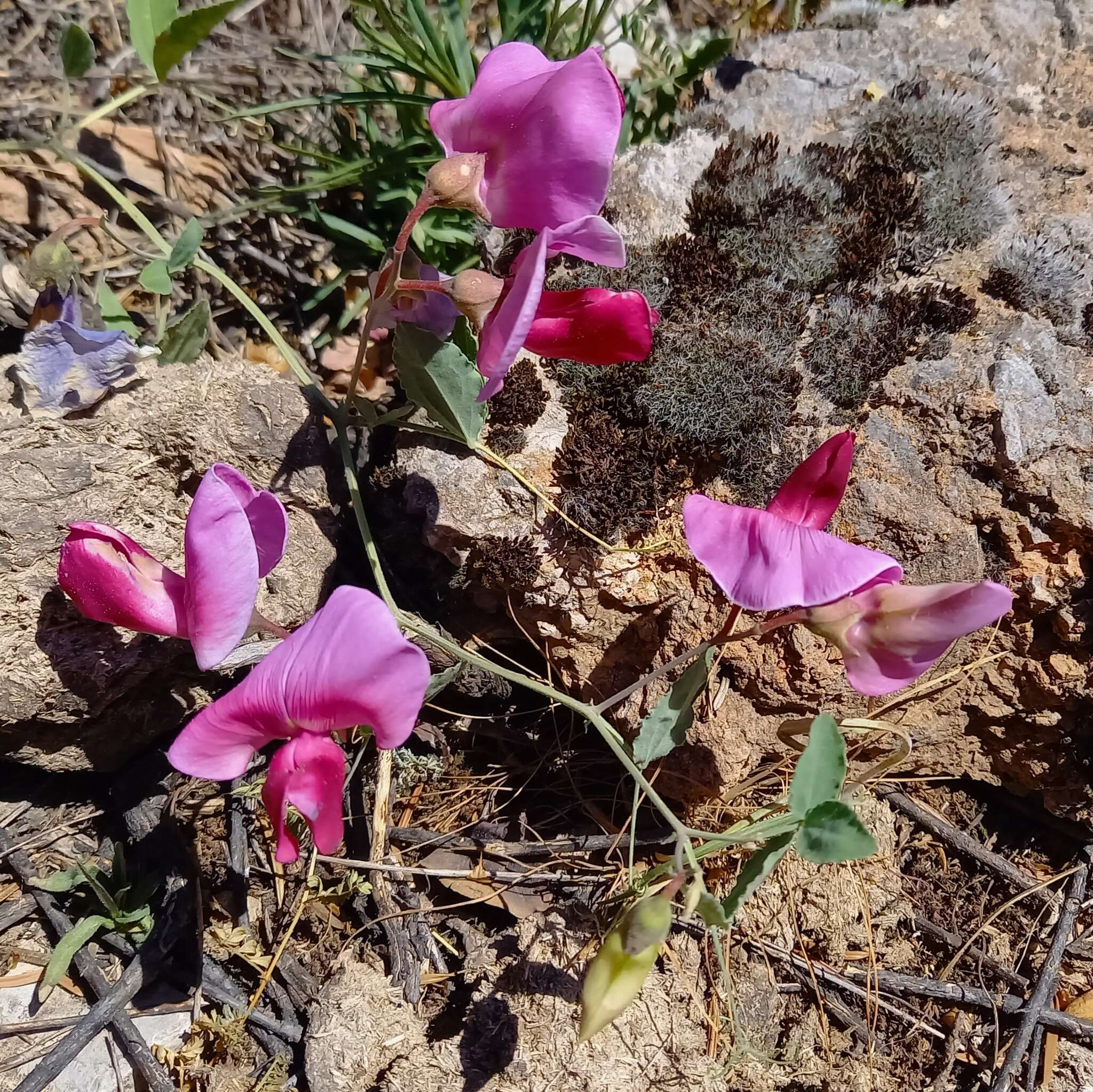 Image of Everlasting-Pea