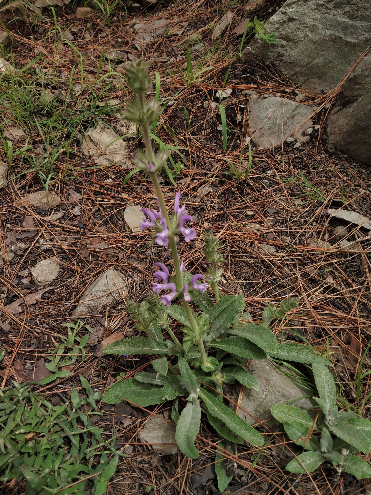 Imagem de Salvia cana Wall. ex Benth.