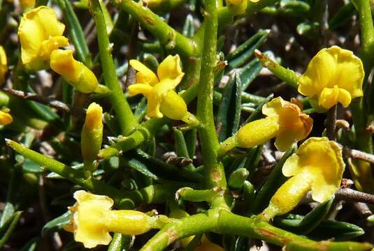 Image of Anthyllis hystrix (Barcelo) Cardona et al.