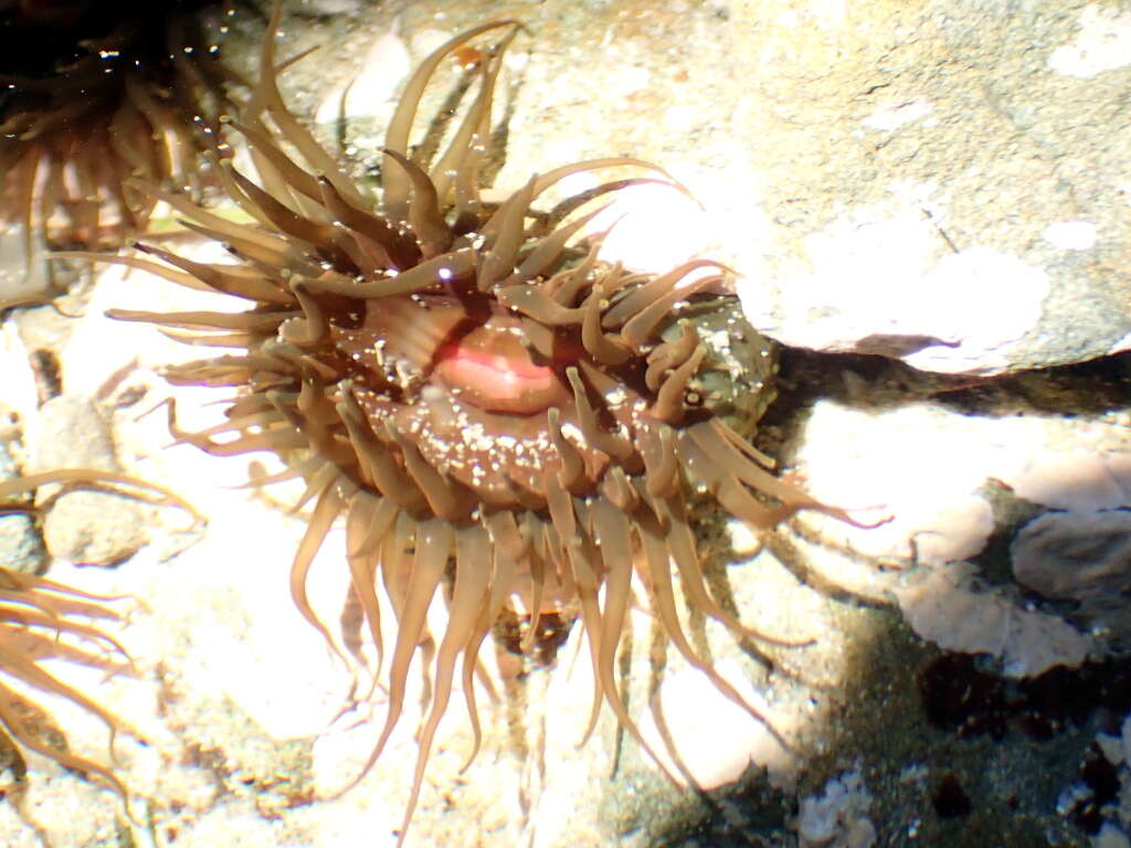 Image of Isactinia olivacea (Hutton 1879)