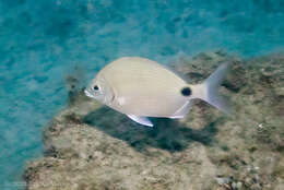 Image of Roundspot porgy