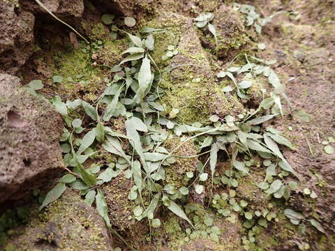 Image of Asplenium ruprechtii Kurata