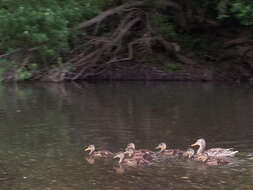 Image of Common Mallard