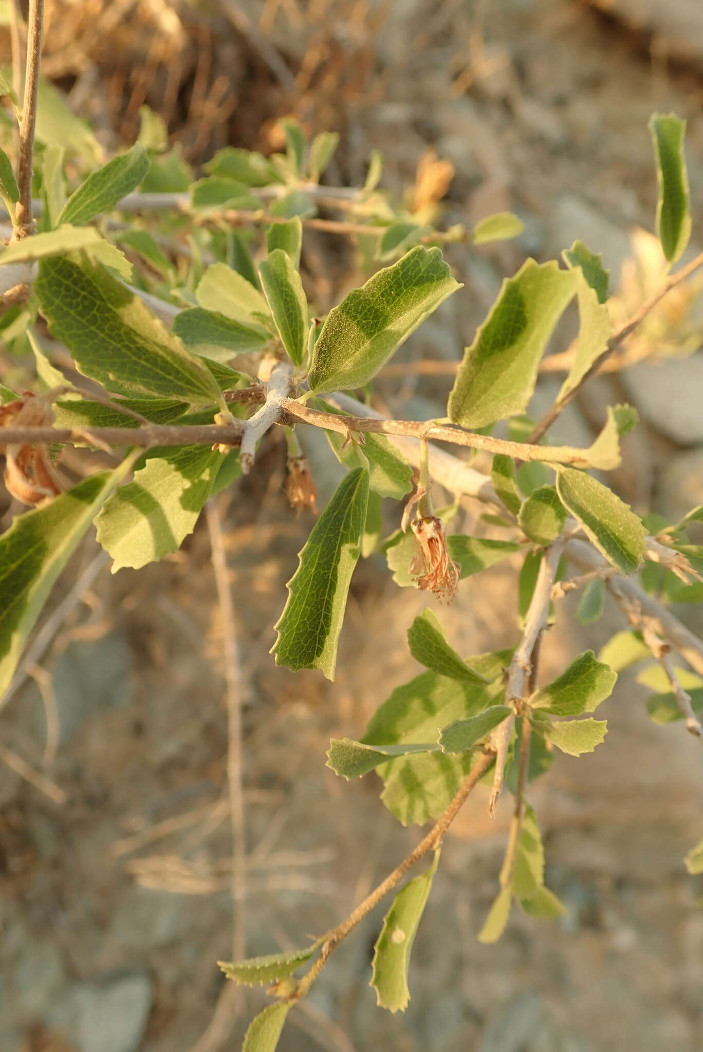 Image of Small-leaved white raisin