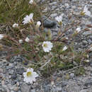 Image of mouse-ear chickweed