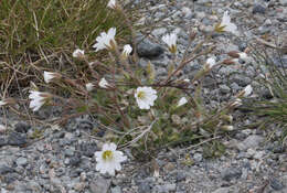 Plancia ëd Cerastium arcticum Lange