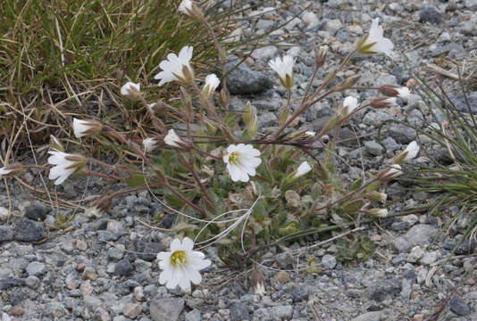 صورة Cerastium arcticum Lange