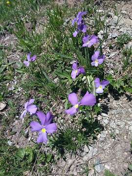 Слика од Viola calcarata L.