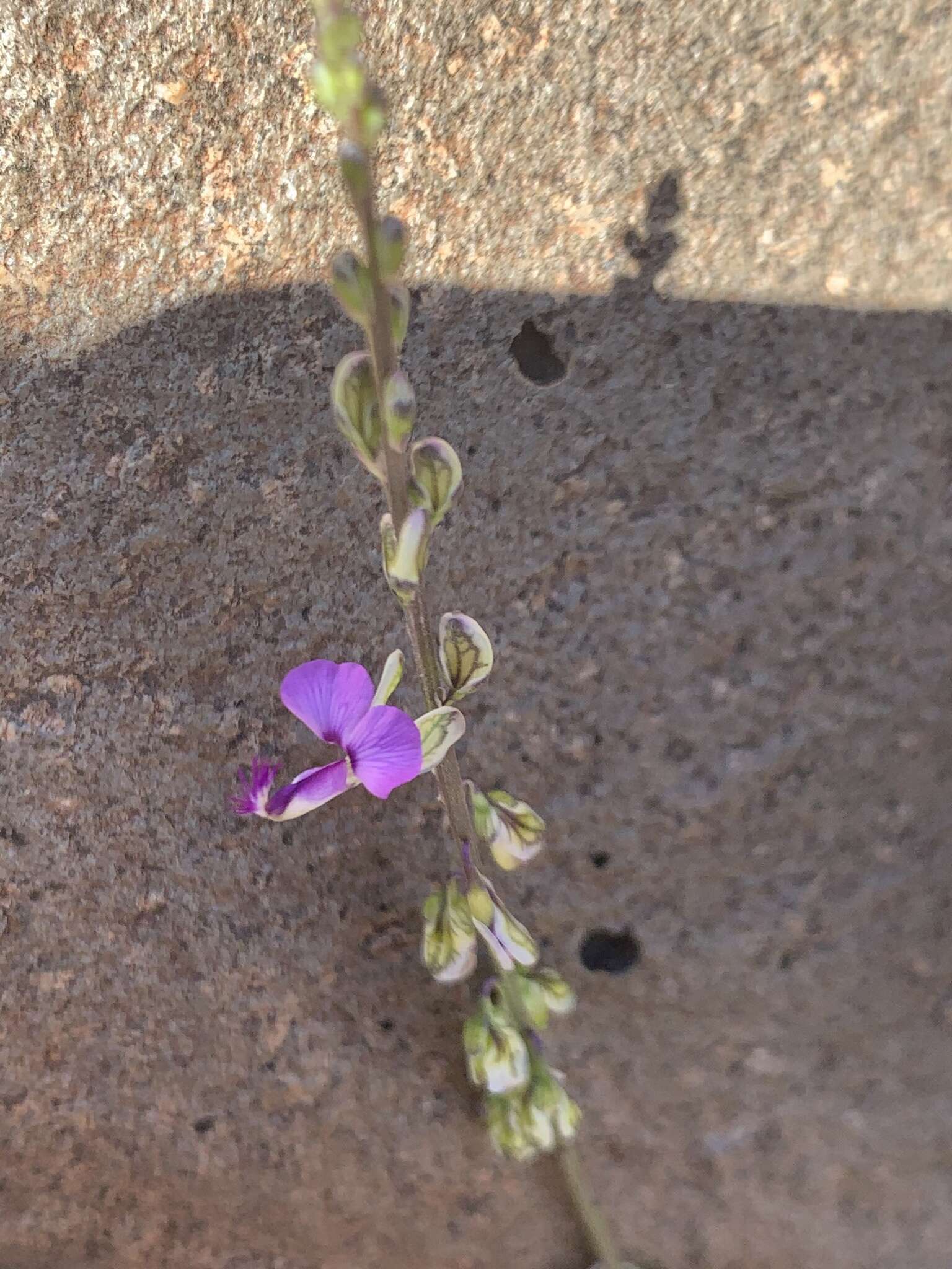 Polygala producta N. E. Br.的圖片