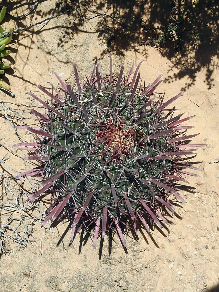 Image of Fire Barrel Cactus