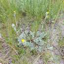 Слика од Potentilla effusa Dougl. ex Lehm.