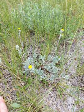 Image of branched cinquefoil