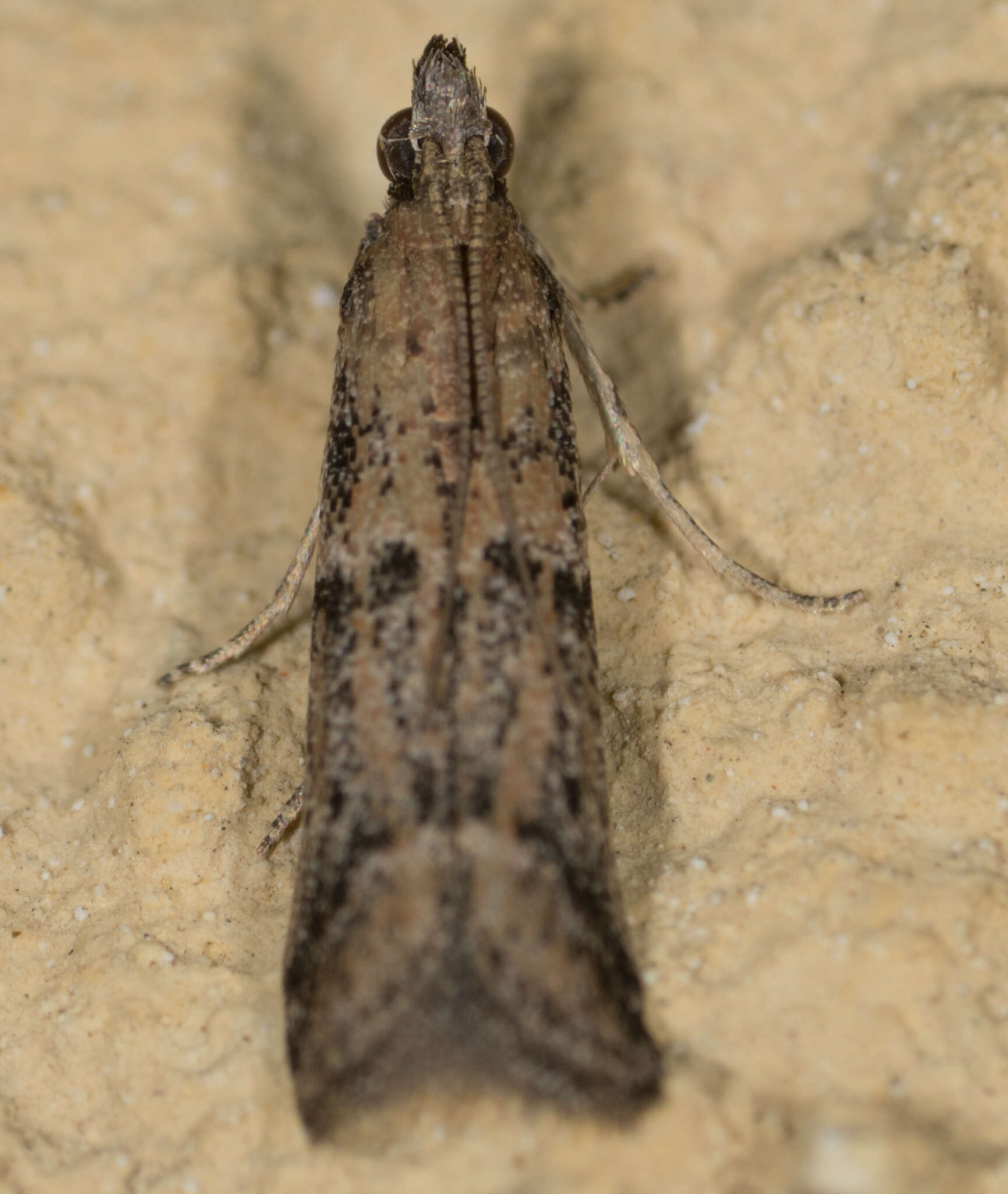 Image of Moth