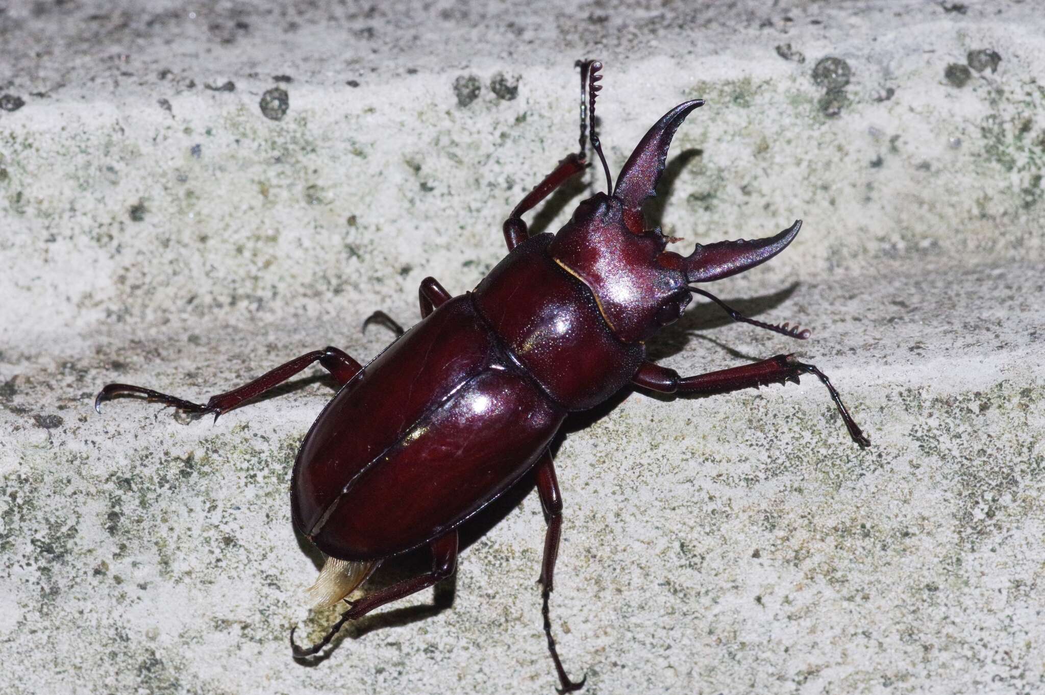 Image of Prosopocoilus (Psalidoremus) dissimilis Boileau 1898