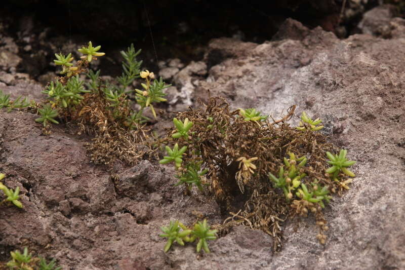 Image of Spergularia azorica (Kindb.) Lebel