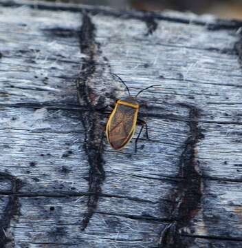 Largus californicus (Van Duzee 1923)的圖片