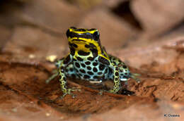 Image of Zimmermann's Poison Frog