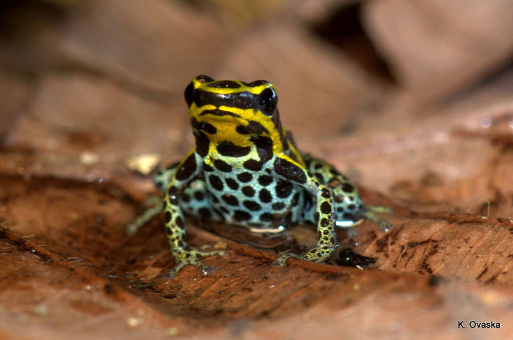 Image of Zimmermann's Poison Frog