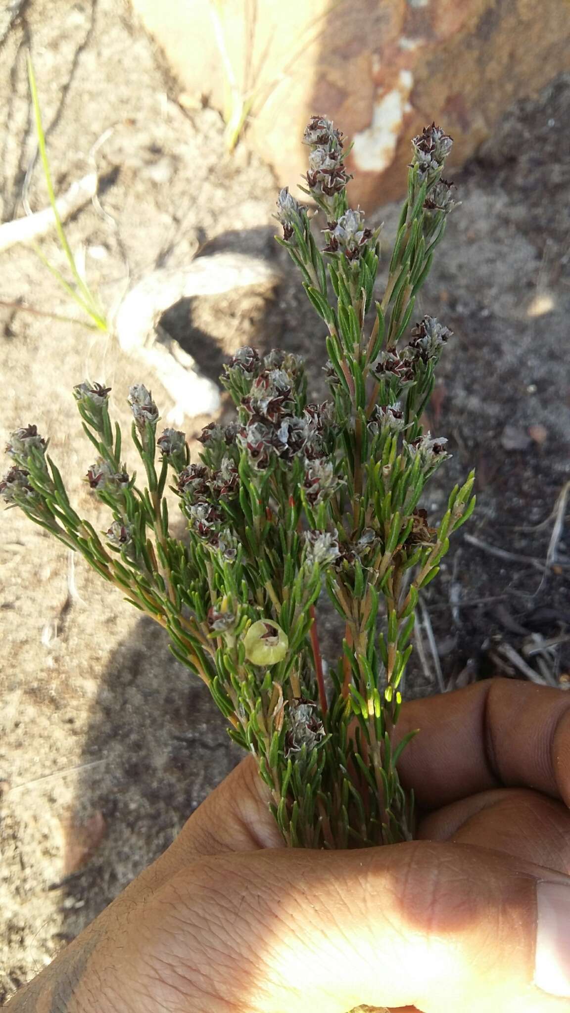 Image of Phylica imberbis Berg.