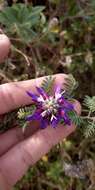 Image of Dalea cuatrecasasii Barneby