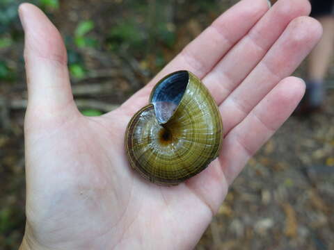 Image of Powelliphanta traversi (Powell 1930)