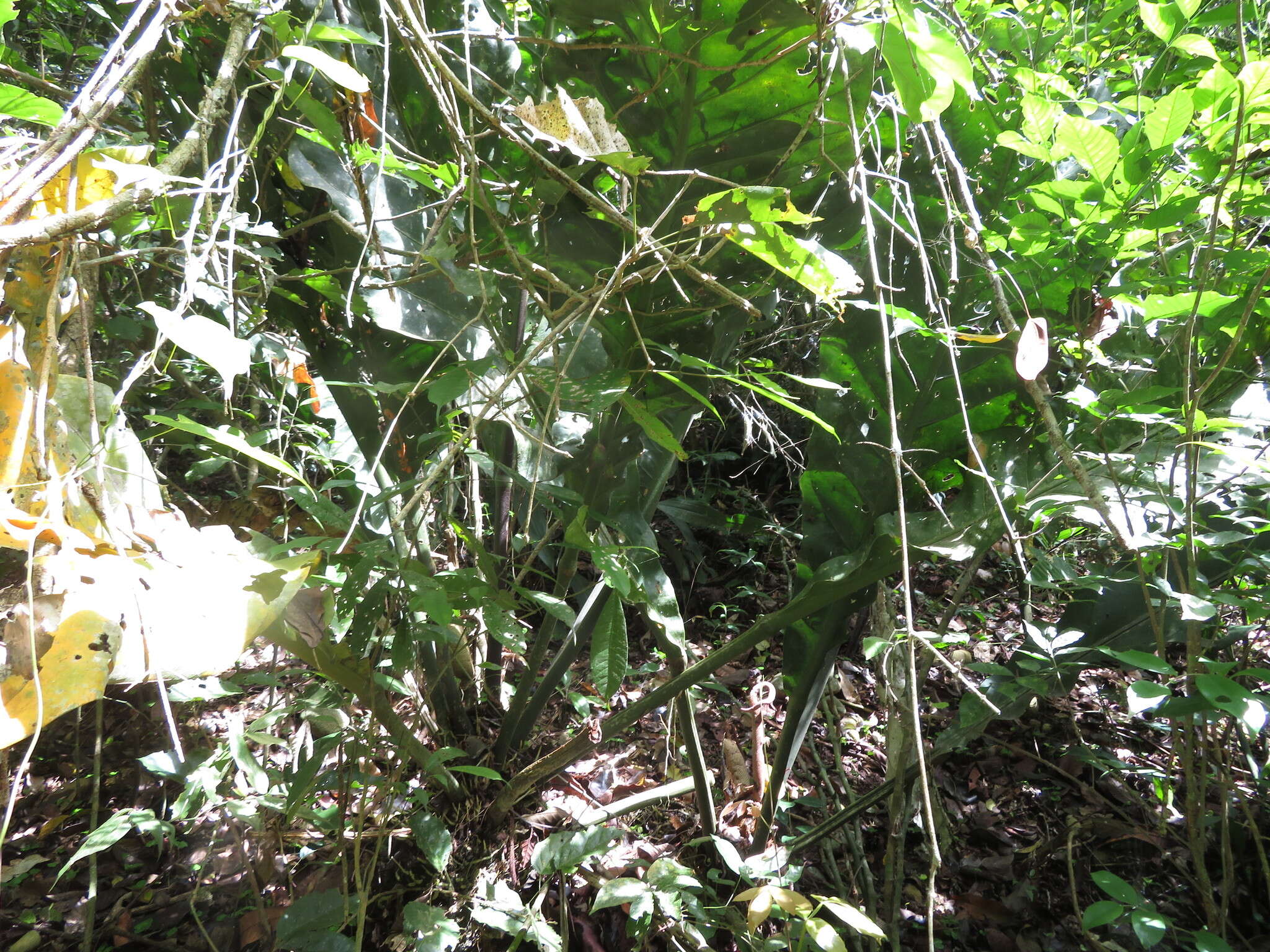Image of Anthurium plowmanii Croat