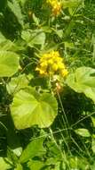 Image of yellow unicorn-plant