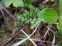 Image of Fern-Leaf Goldthread