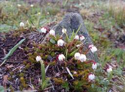 Imagem de Harrimanella hypnoides (L.) Coville