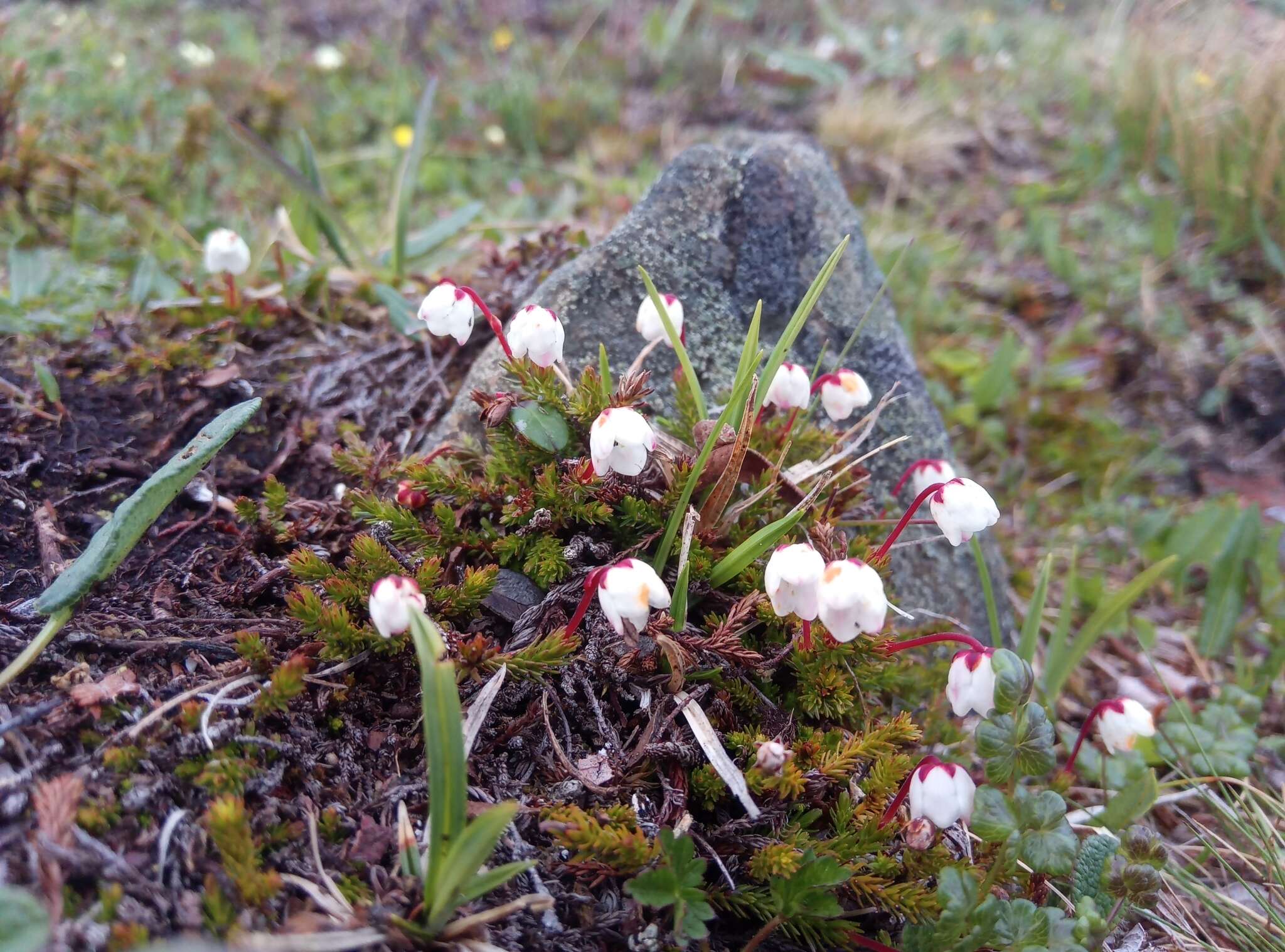 Imagem de Harrimanella hypnoides (L.) Coville